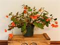 بگونیای غده ای